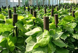 選擇綠色植物租賃有什么好處？